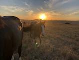 Sunset casting warm hues over the paddock where horses graze quietly, embodying tranquility.