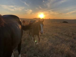 A sunset over a ranch with horses grazing.