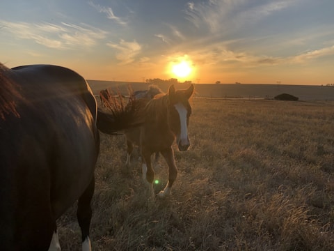 A sunset over a ranch with horses grazing.
