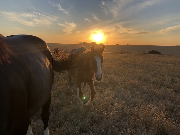 A beautiful sunset over a riding arena with horses.
