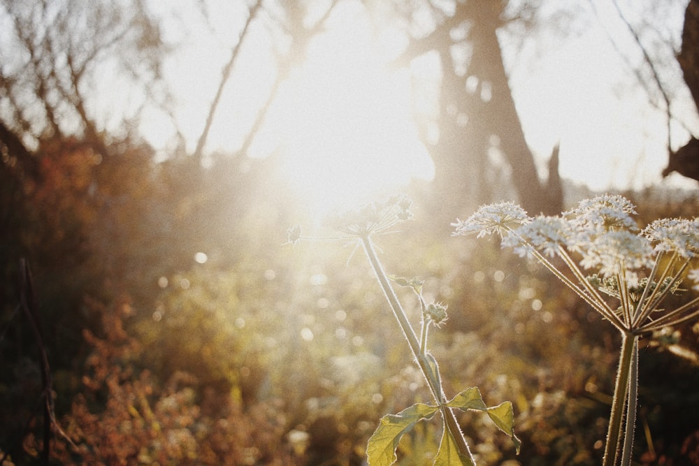 white petaled flower and trees