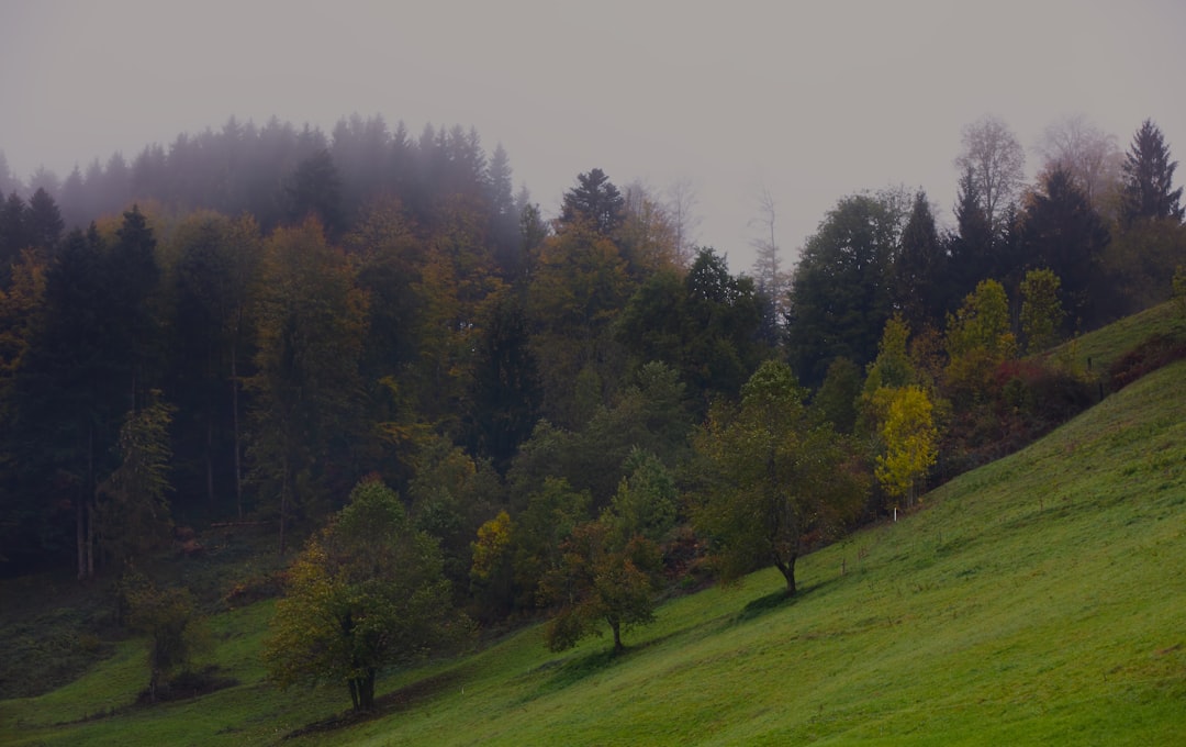 green-leafed trees under white clouds