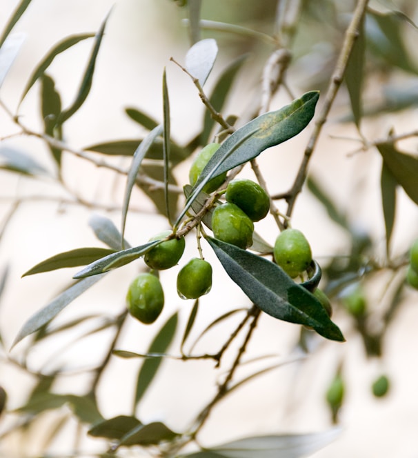 round green fruits