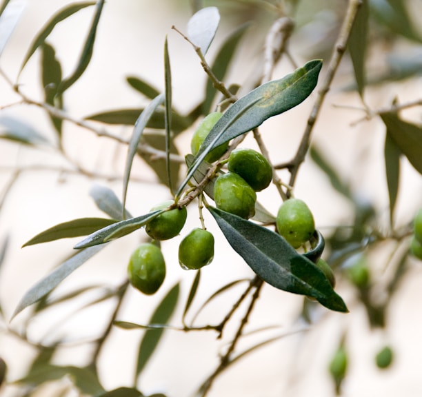 round green fruits