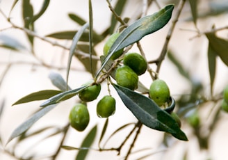 round green fruits