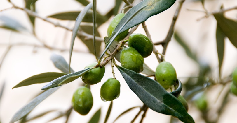 round green fruits