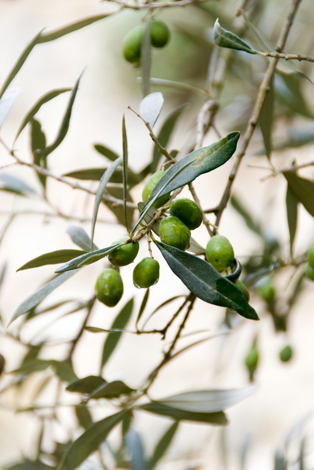 round green fruits