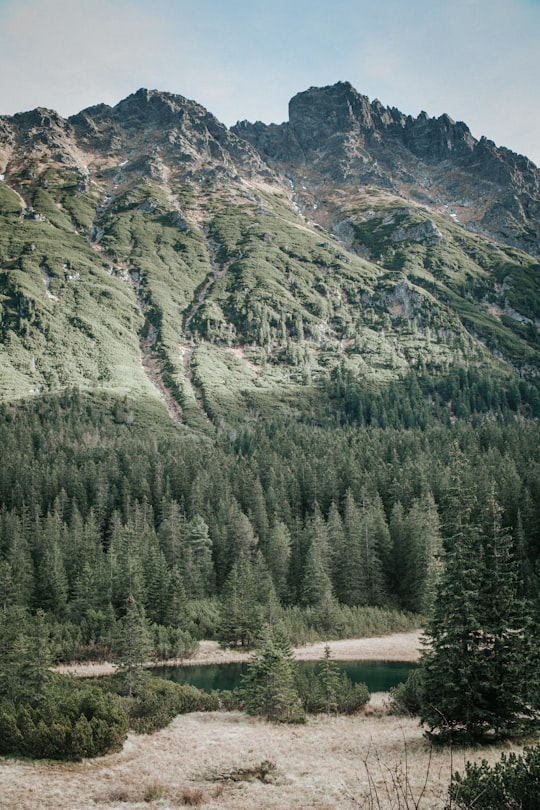 pine trees in forest in Morskie Oko Poland