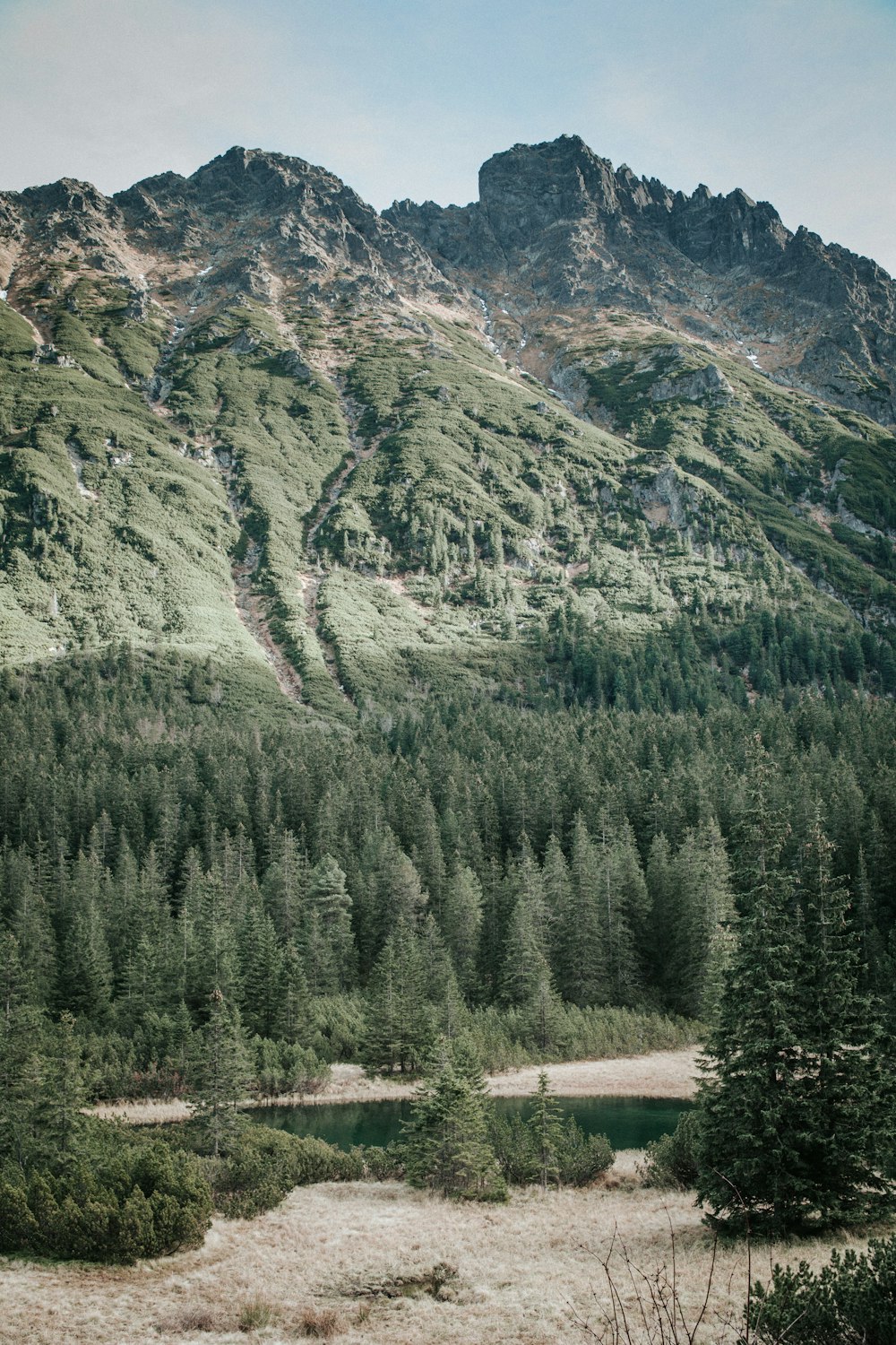 pine trees in forest