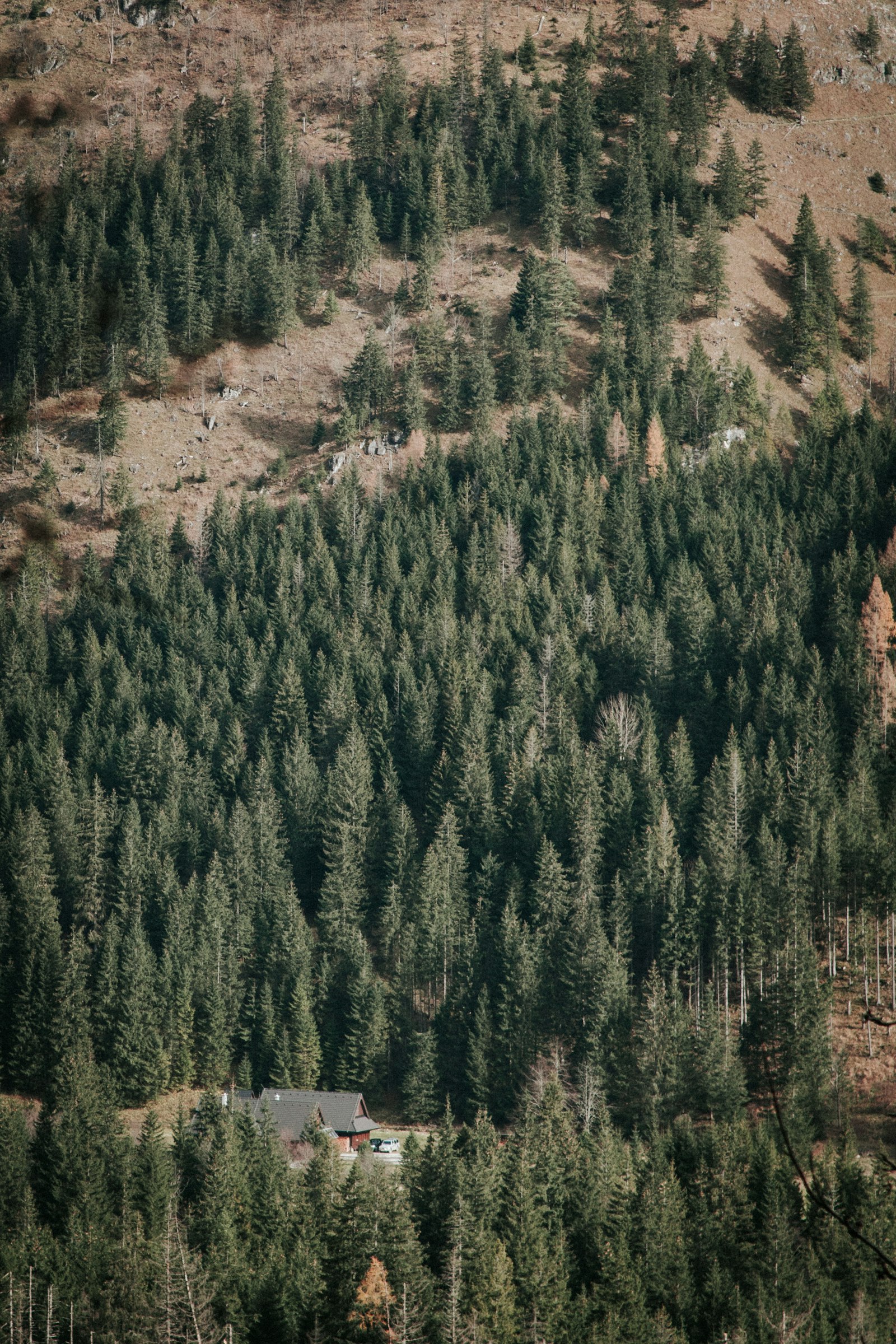 Canon EF 28-105mm f/3.5-4.5 USM sample photo. Green leaf trees aerial photography