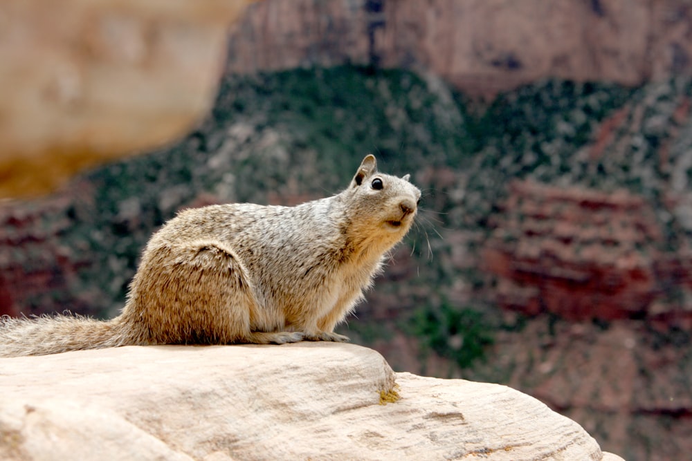brown squirrel on rock