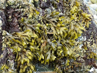 A close-up view of seaweed attached to a rocky surface. The seaweed has a vibrant green color and is interspersed with small clusters of barnacles. The rock appears wet and has a dark, rugged texture with patches of lighter colored algae and barnacles.
