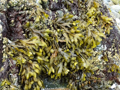 A close-up view of seaweed attached to a rocky surface. The seaweed has a vibrant green color and is interspersed with small clusters of barnacles. The rock appears wet and has a dark, rugged texture with patches of lighter colored algae and barnacles.