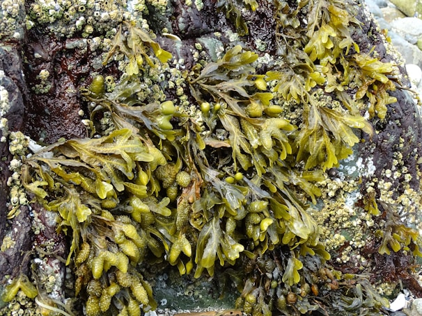 A close-up view of seaweed attached to a rocky surface. The seaweed has a vibrant green color and is interspersed with small clusters of barnacles. The rock appears wet and has a dark, rugged texture with patches of lighter colored algae and barnacles.
