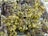A close-up view of seaweed attached to a rocky surface. The seaweed has a vibrant green color and is interspersed with small clusters of barnacles. The rock appears wet and has a dark, rugged texture with patches of lighter colored algae and barnacles.