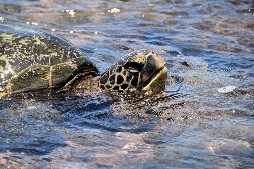 tortue brune