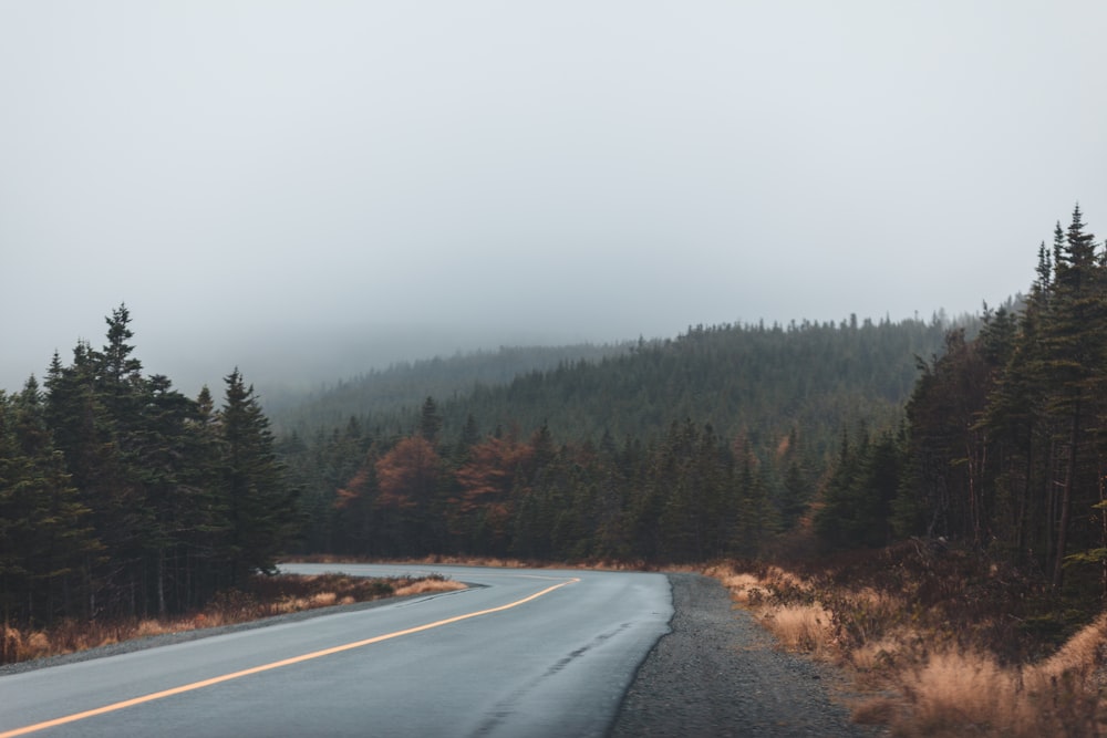 empty road between trees during daytime