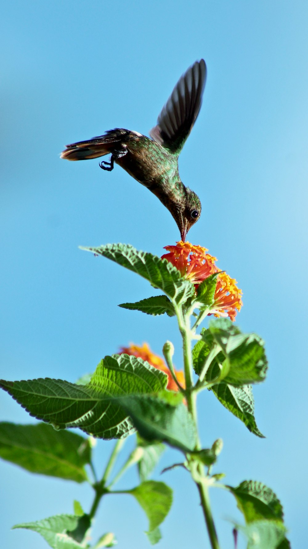 bird flying and biting petaled flower during daytime