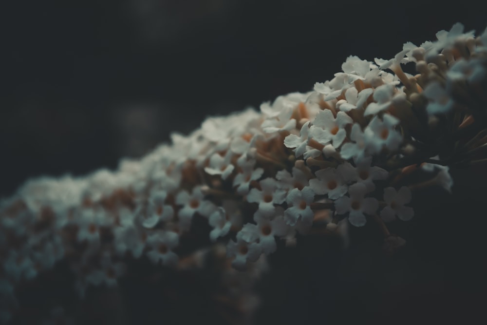 shallow focus photography of white flowers