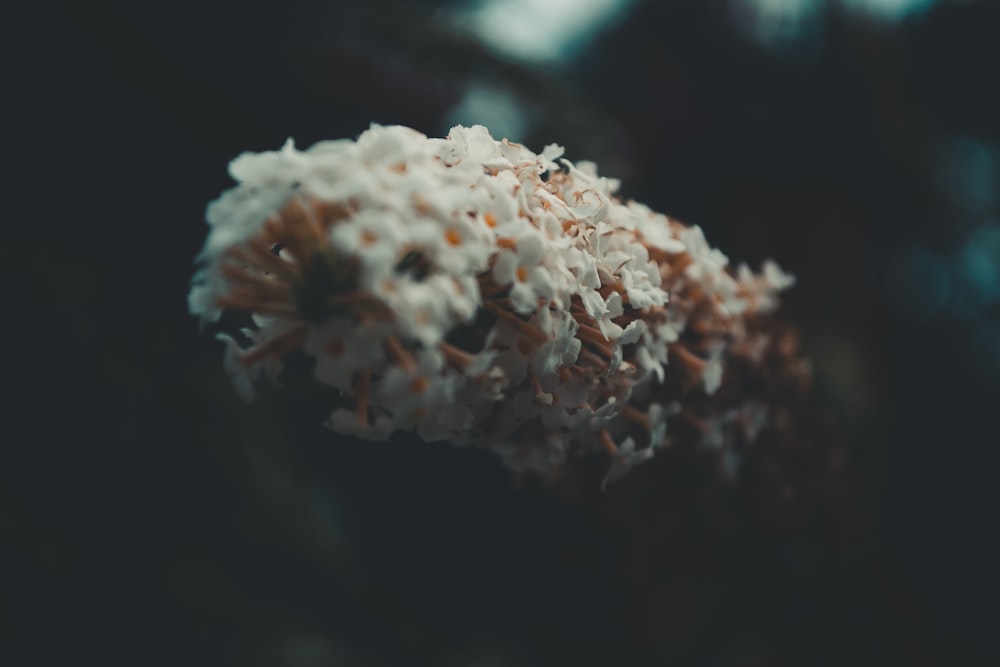 Fotografía de enfoque selectivo de flores de pétalos blancos