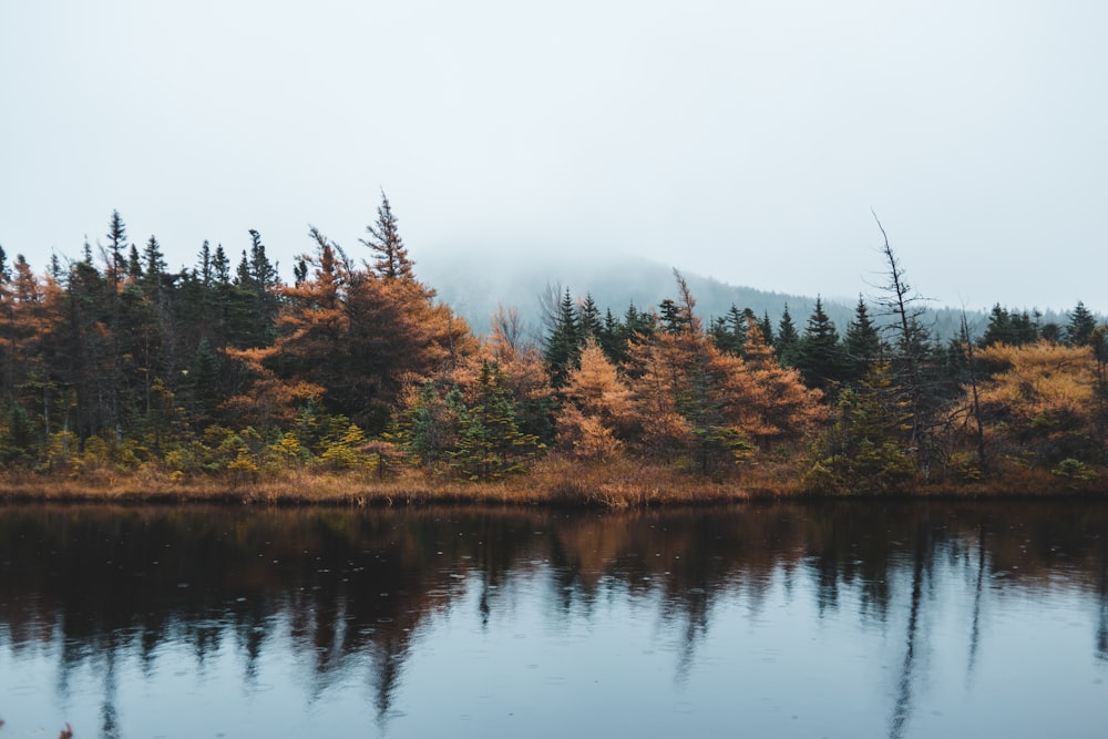 forest under fog