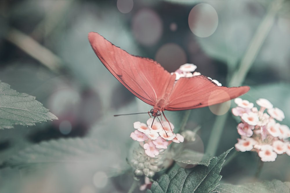 borboleta rosa empoleirada na flor cor-de-rosa