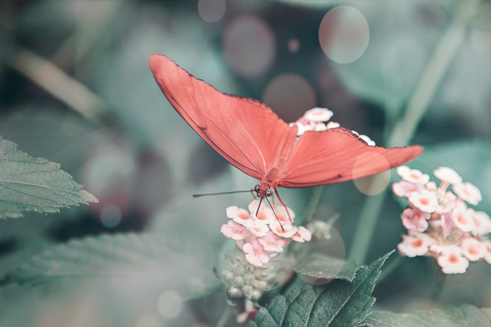 pink butterfly perched on pink flower