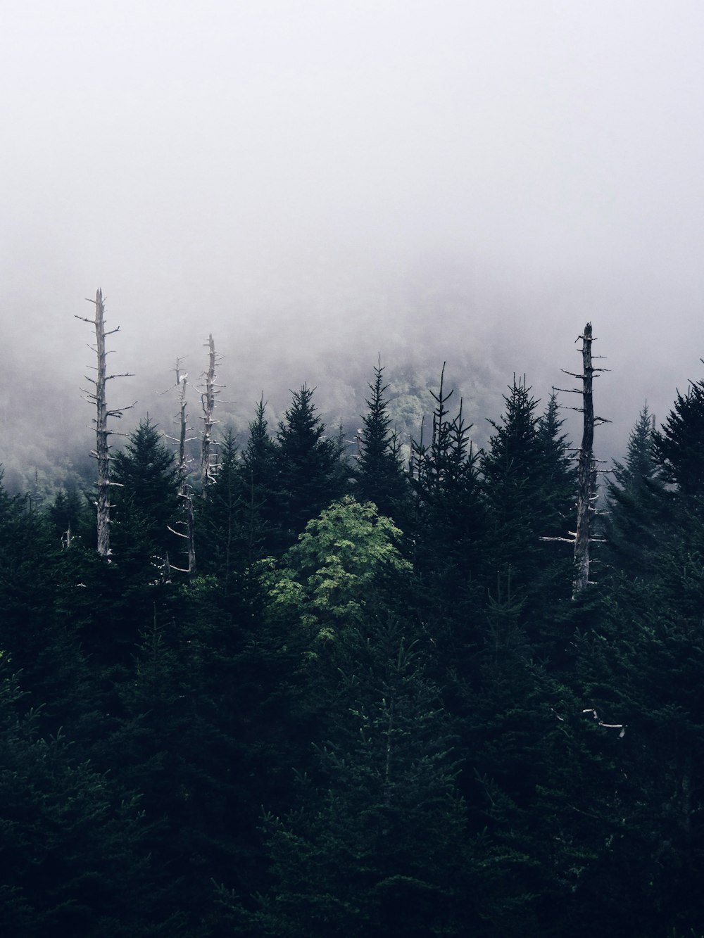 tall green trees during foggy weather