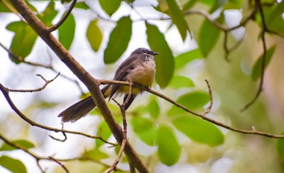 gray and white bird on brown tree branch