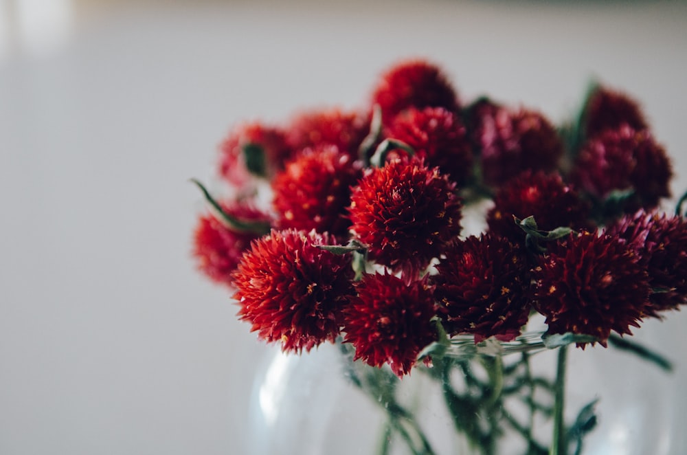 red-petaled flower in selective focus photography