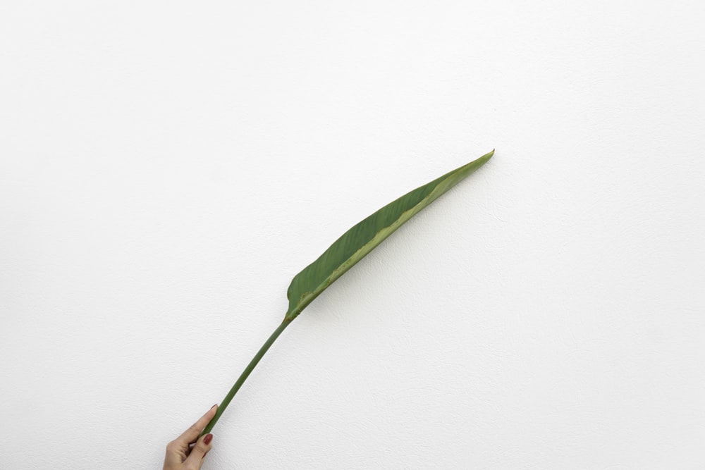 person holding green leaf