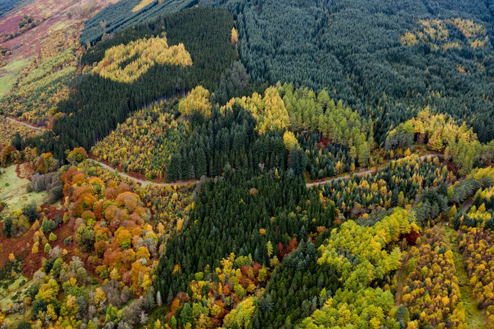 Photographie aérienne d’arbres à feuilles jaunes et vertes