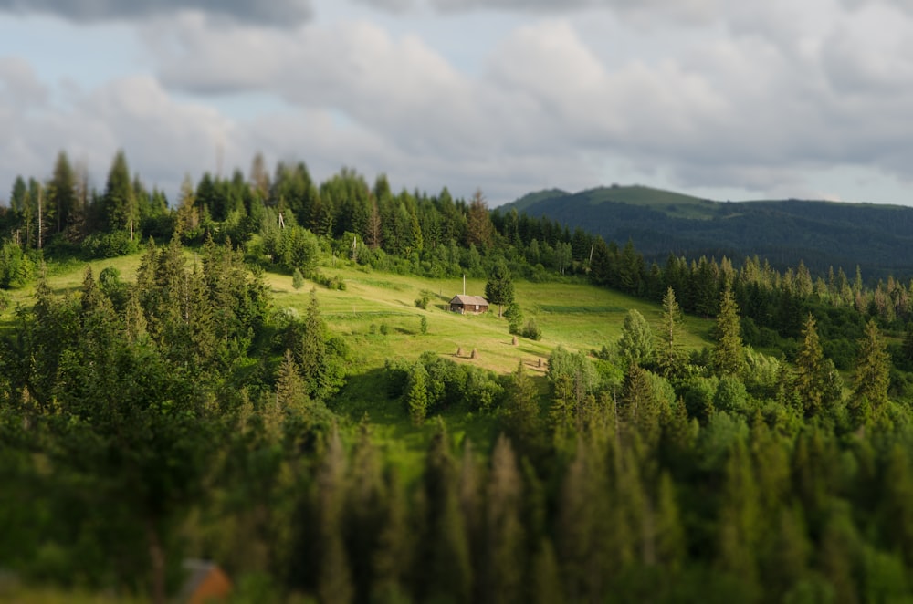 green forest photography