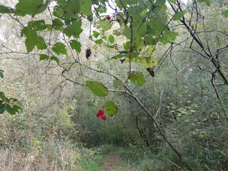 A serene forest path in Galicia, where medicinal plants are carefully harvested by hand.