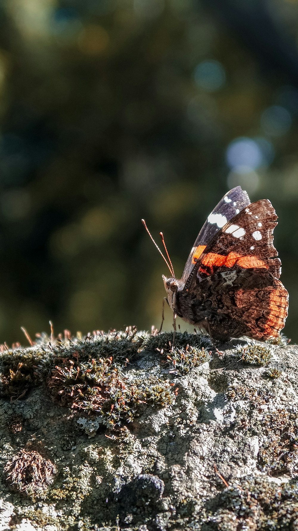 Mariposa Vanessa atalanta sobre superficie gris durante el día