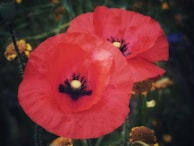 two red petaled flowers