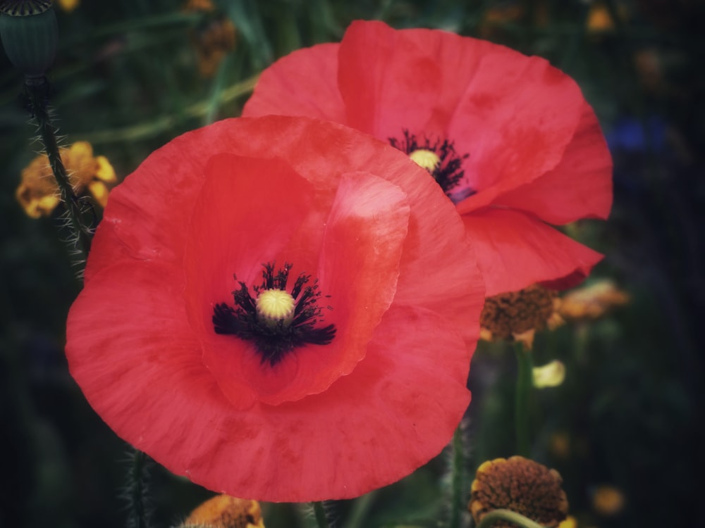 two red petaled flowers