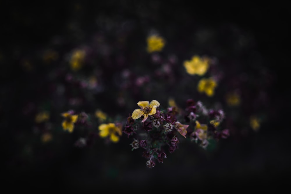 close-up photo of yellow flower