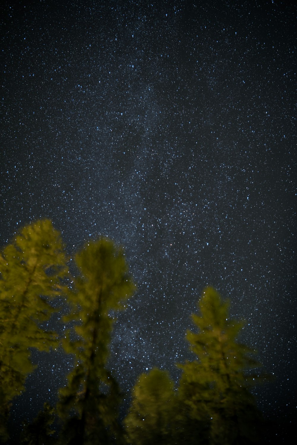 green leaf trees and galaxy wallpaper