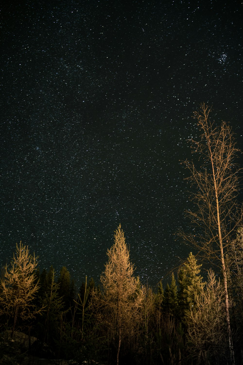green leafed trees under sky with stars at night