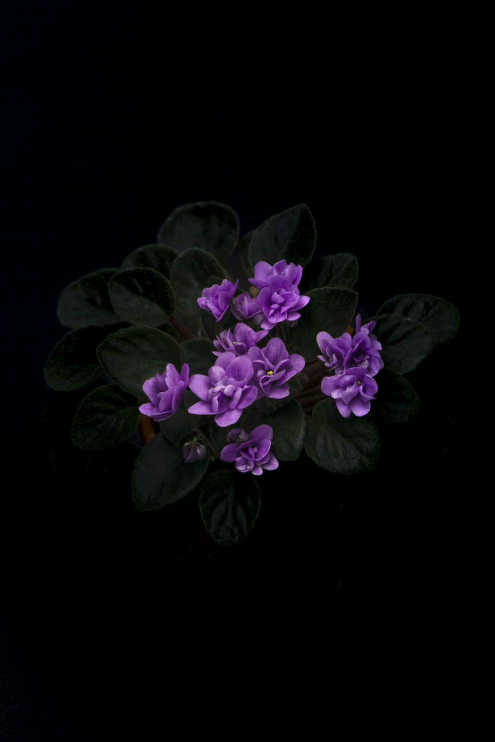 Photographie en gros plan d’une fleur aux pétales violets
