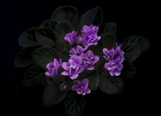 closeup photography of purple-petaled flower