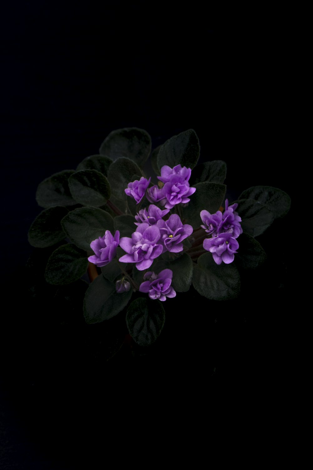 closeup photography of purple-petaled flower