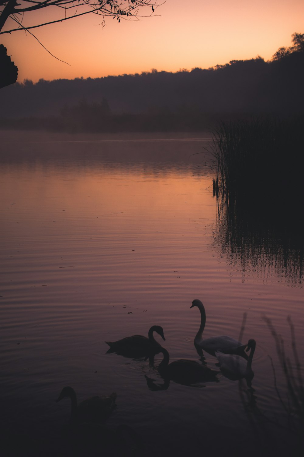 silhouette of two swan on calm body of water