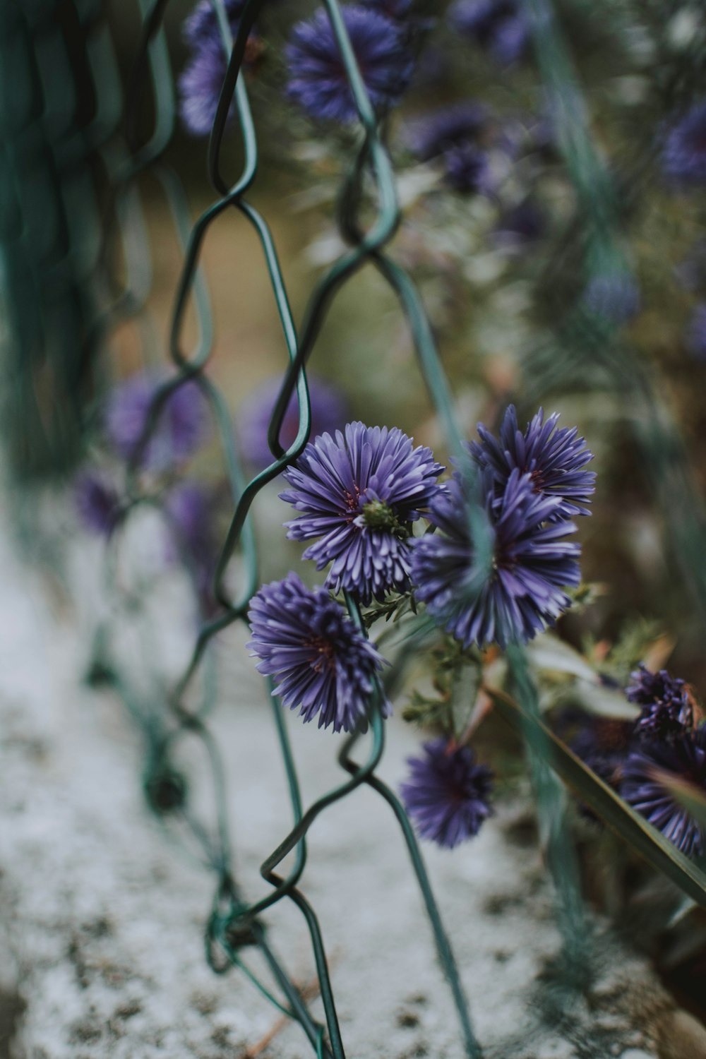 purple aster flowers beside chain link fence