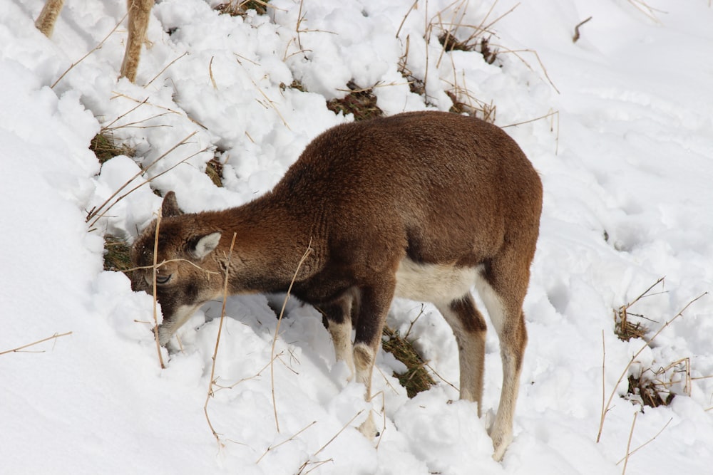 雪原の茶色の鹿