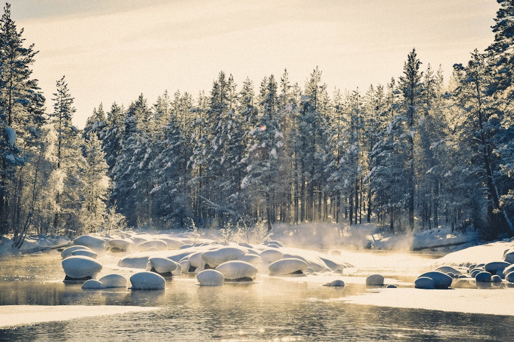 close-up photography of body of water near trees