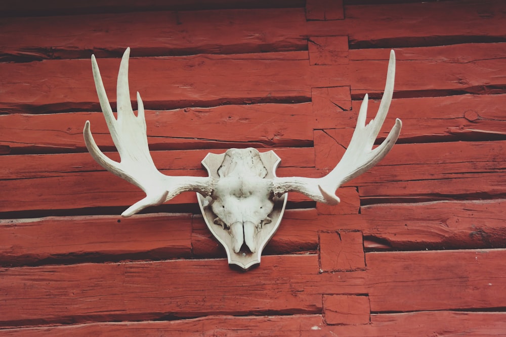 a deer's head mounted to the side of a red wooden wall