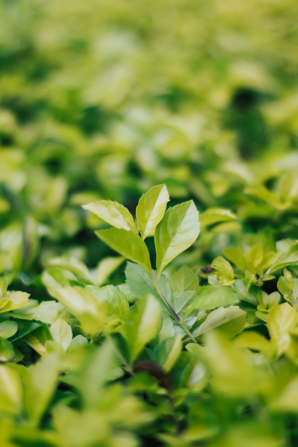 selective focus photography of green plant