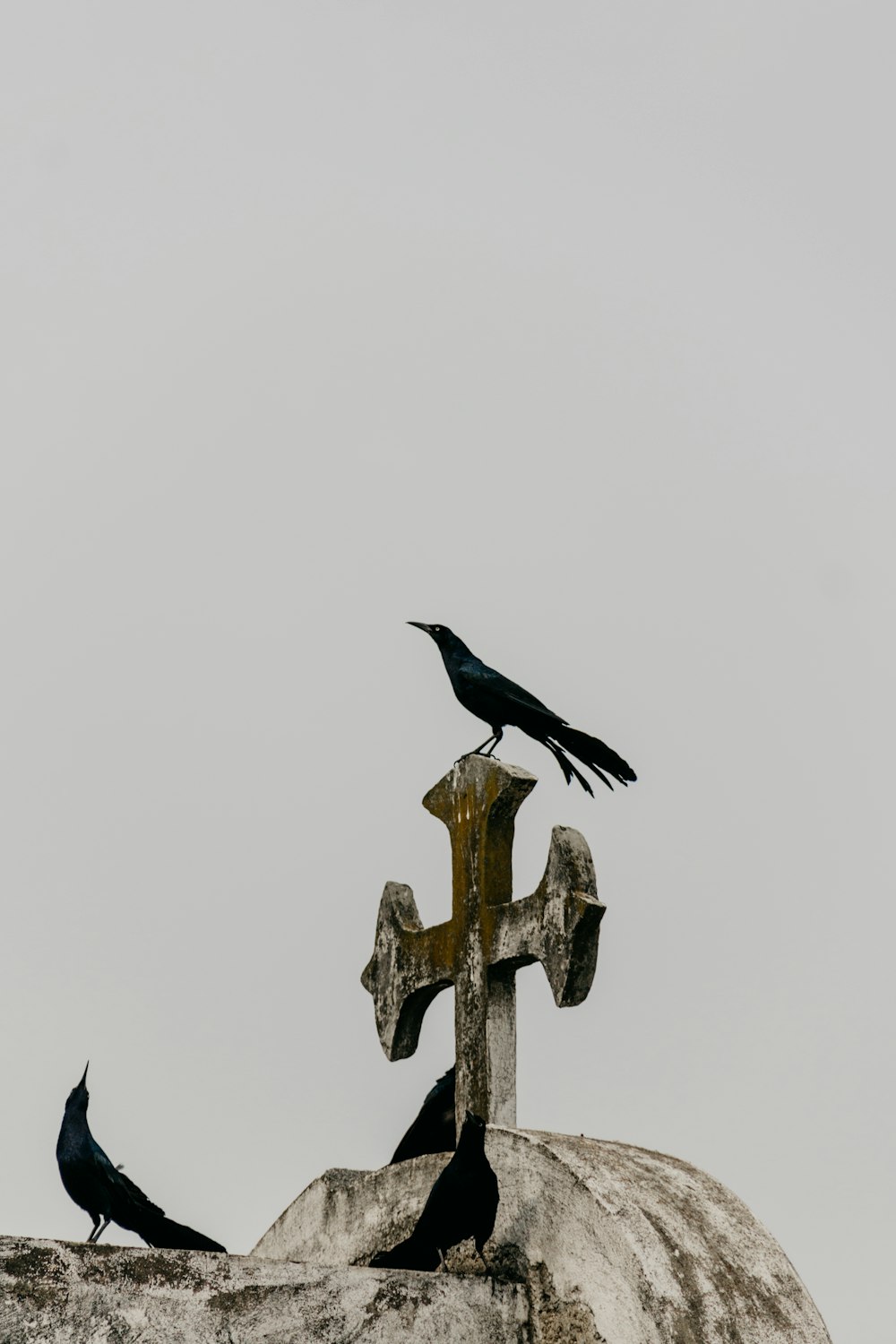 crow on white concrete cross
